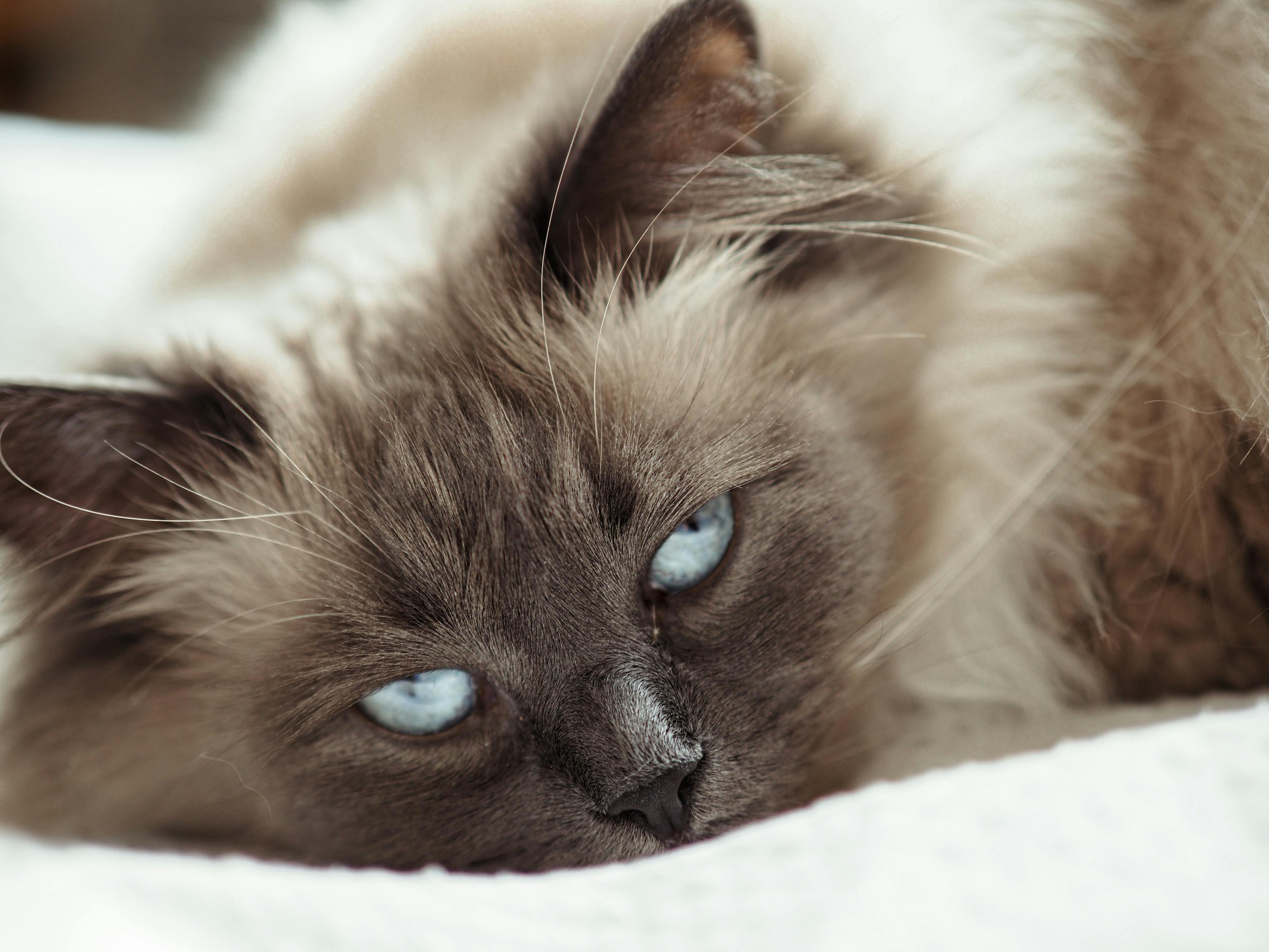 Ragdoll resting with bright blue eyes on a white blanket