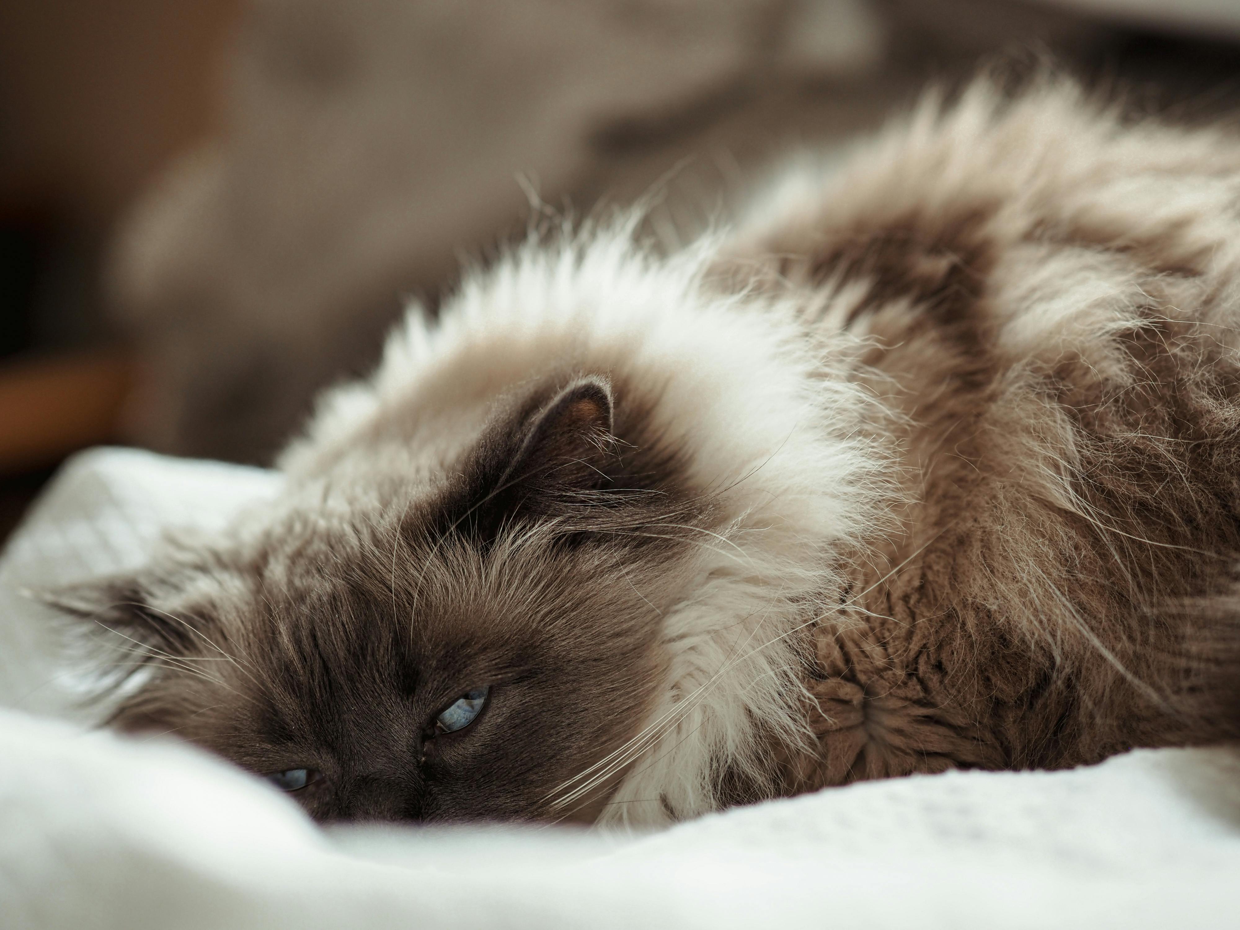 Sleepy Ragdoll, paws tucked in