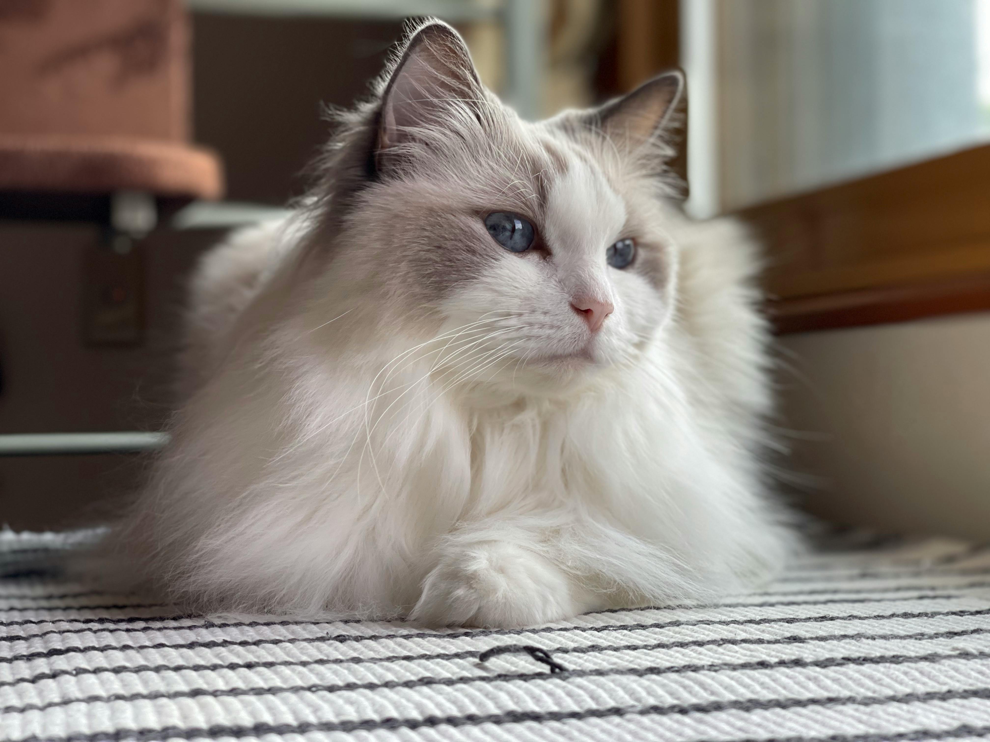 Adult Ragdoll on a striped rug