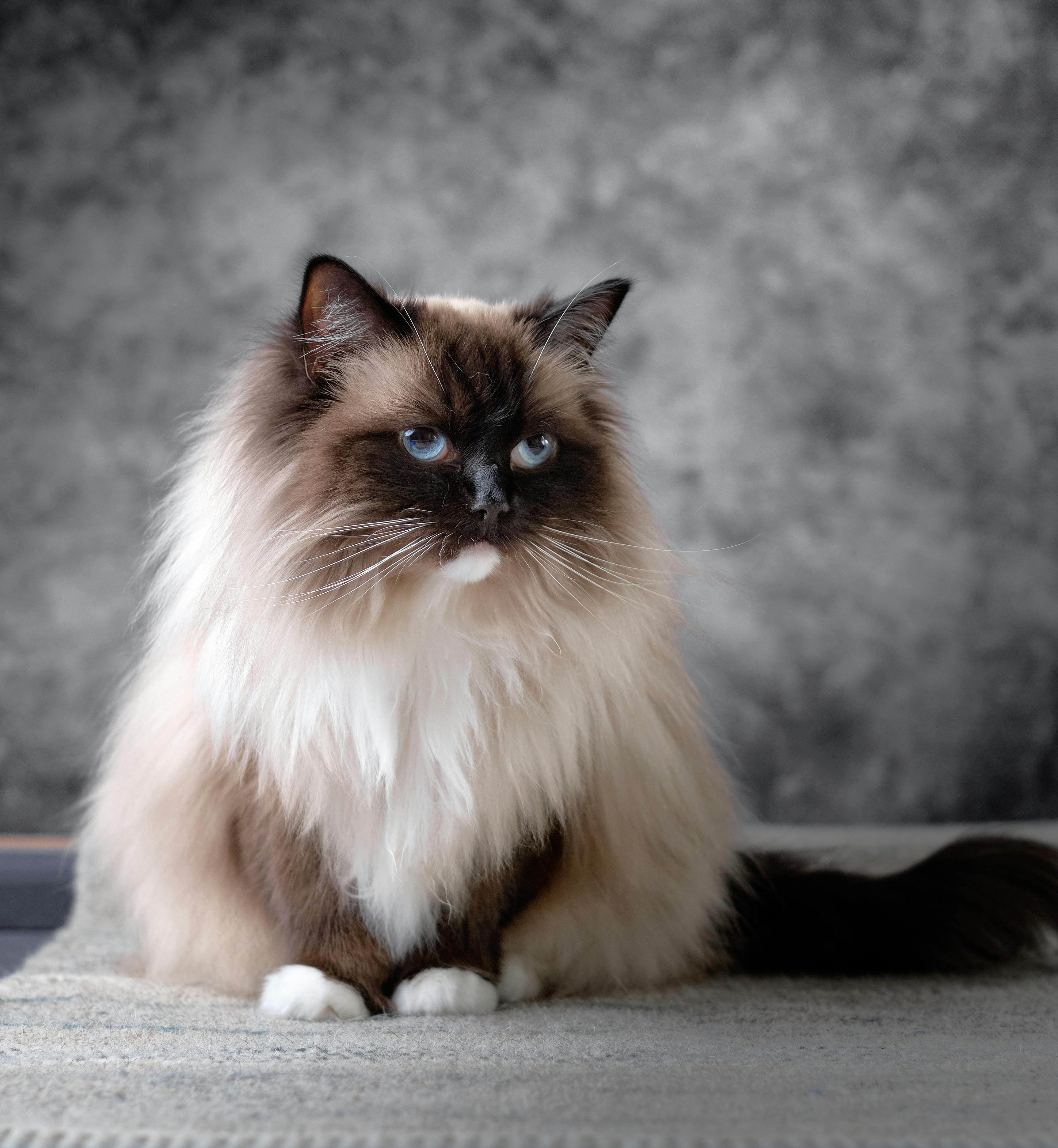Adult Ragdoll seated against a textured backdrop