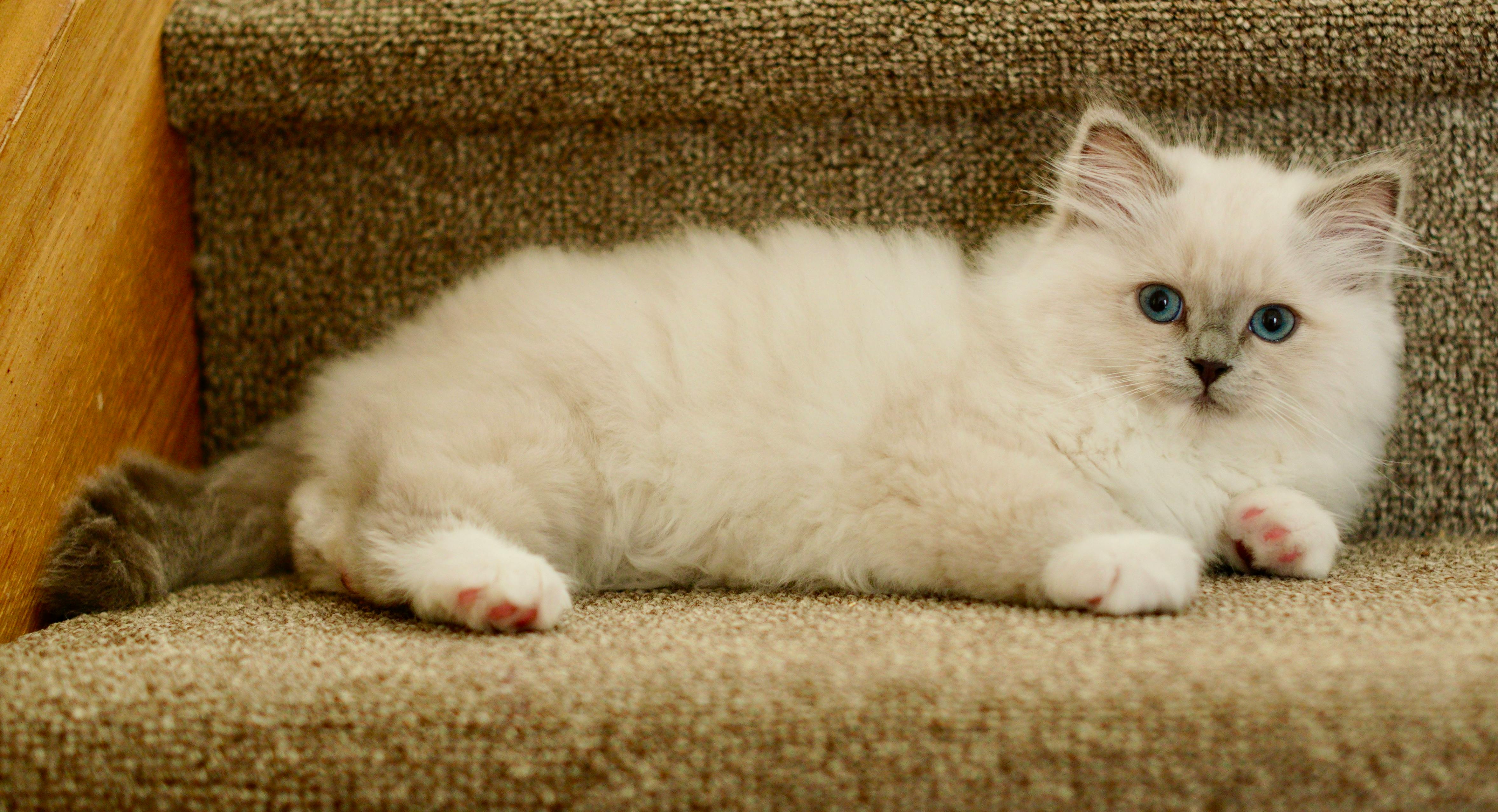 Light Ragdoll kitten resting on a stair