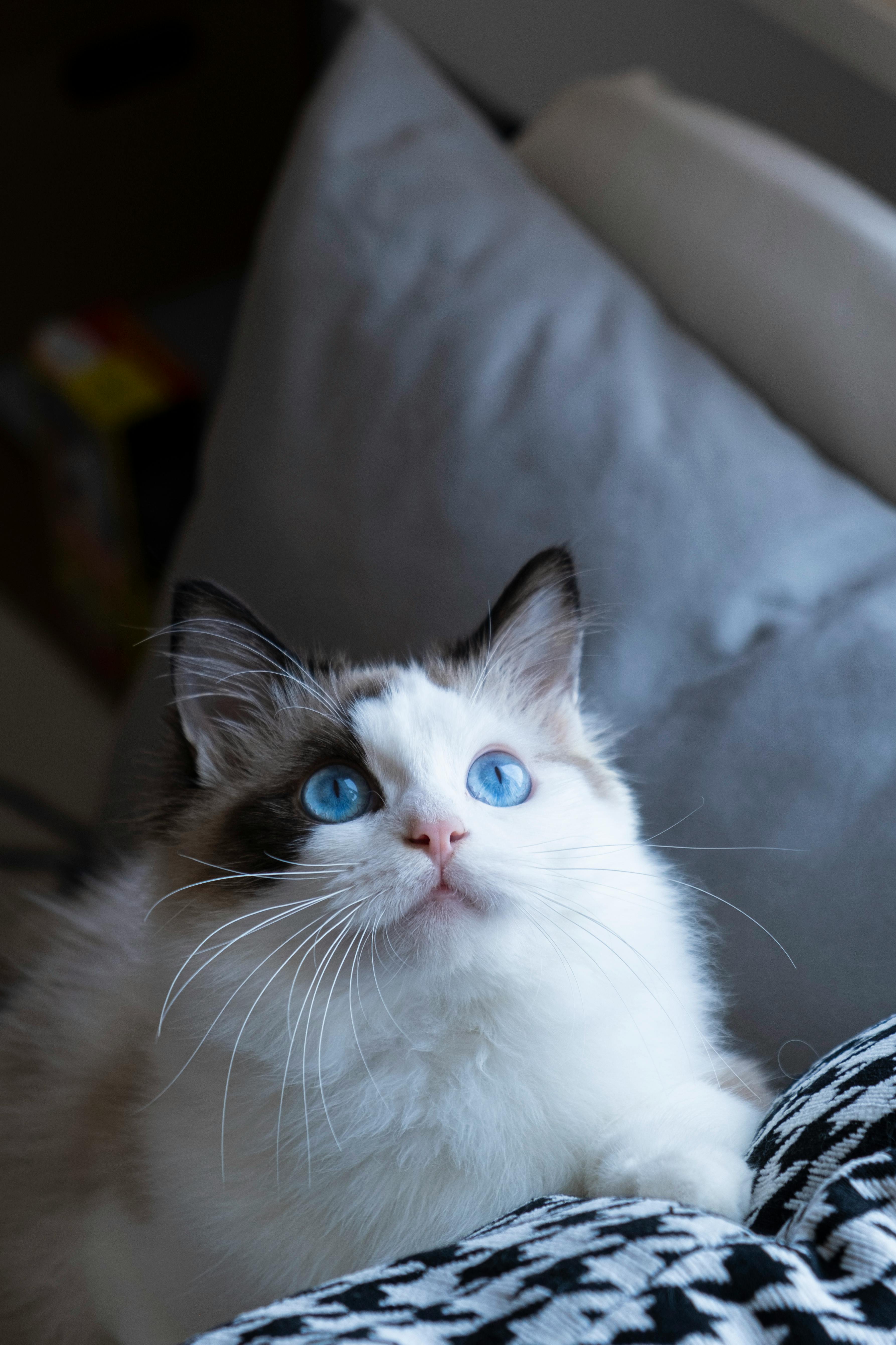 Alert kitten looking up, deep blue eyes