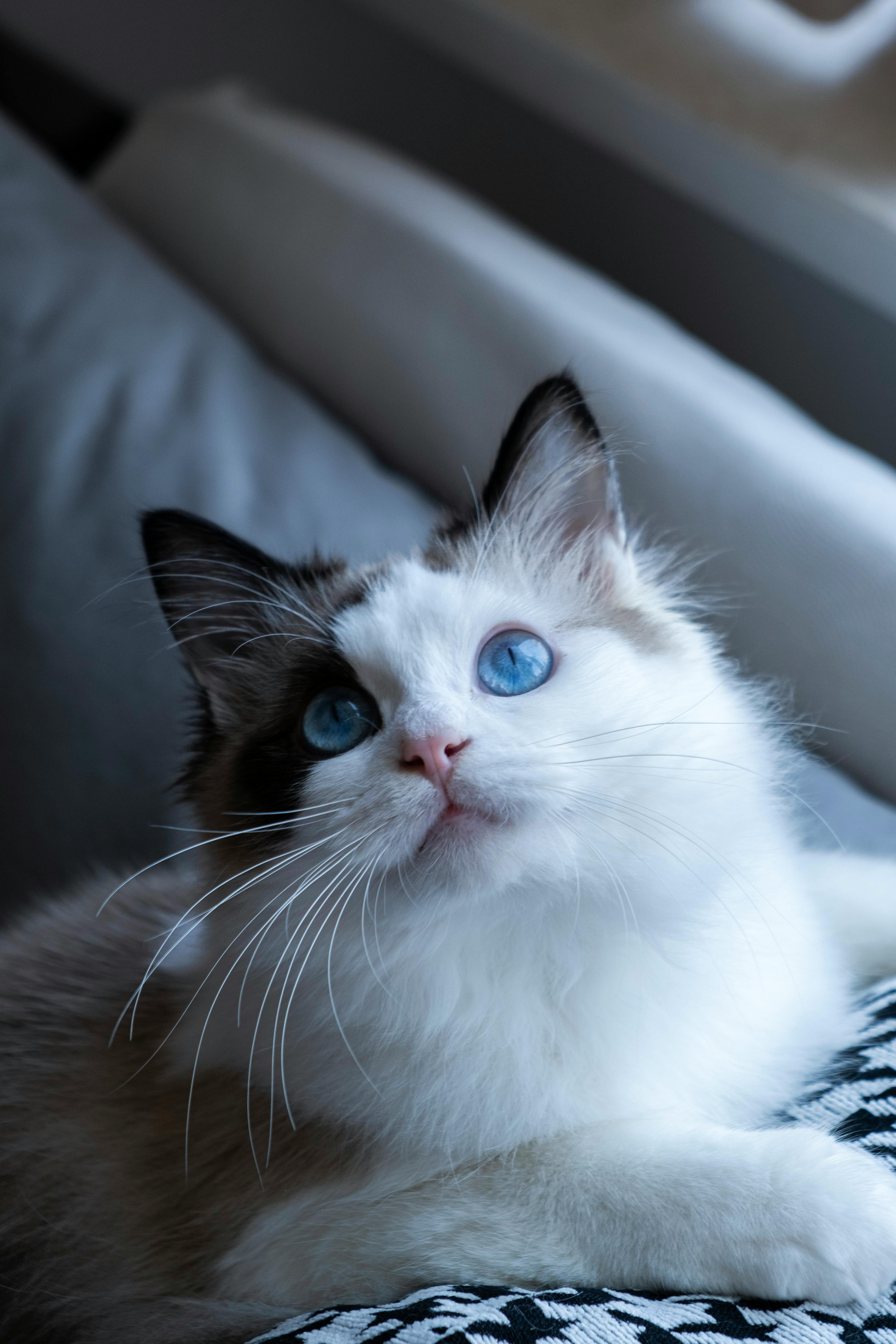 Kitten with striking eyes on a houndstooth couch
