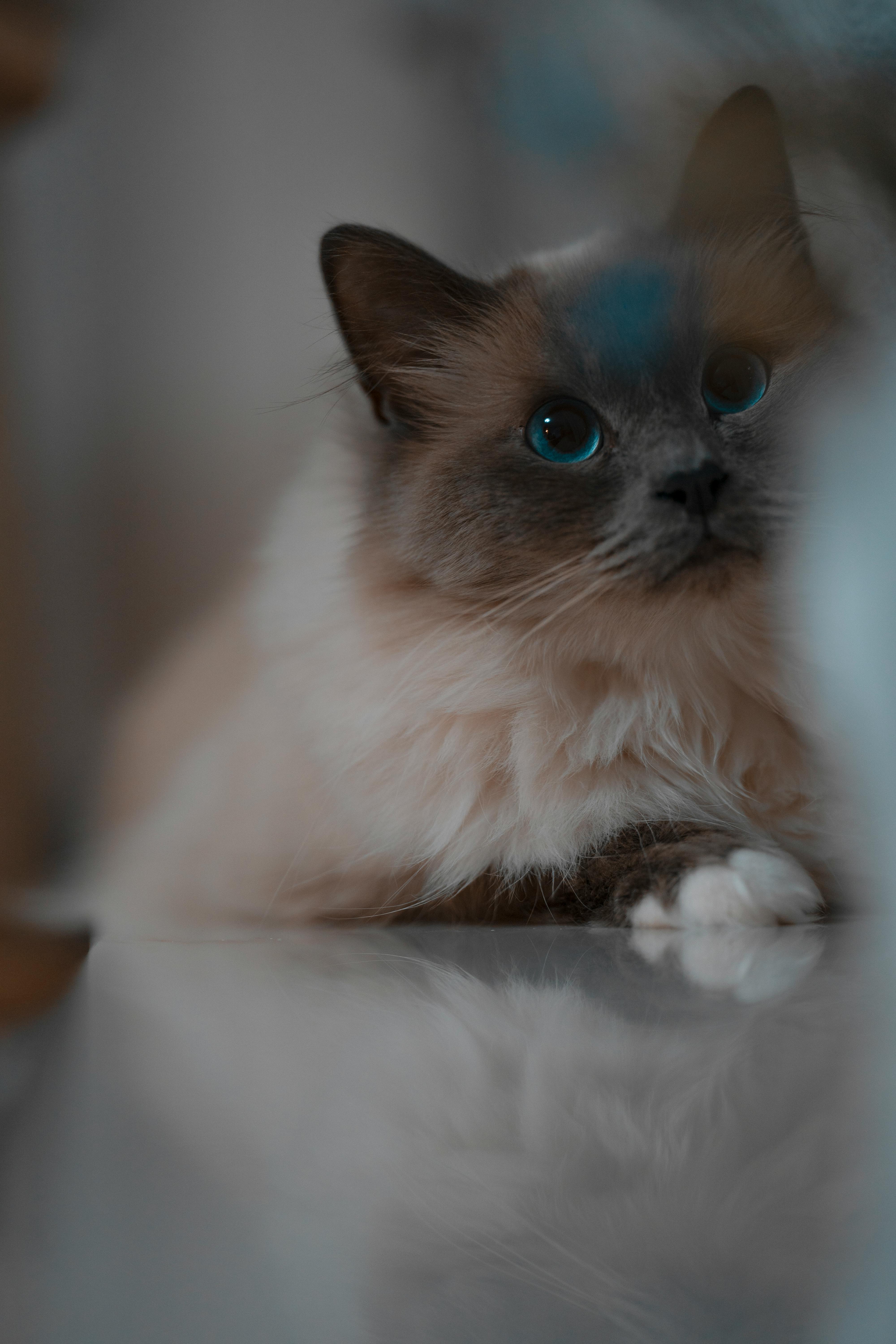 Moody Ragdoll portrait, bright blue eyes