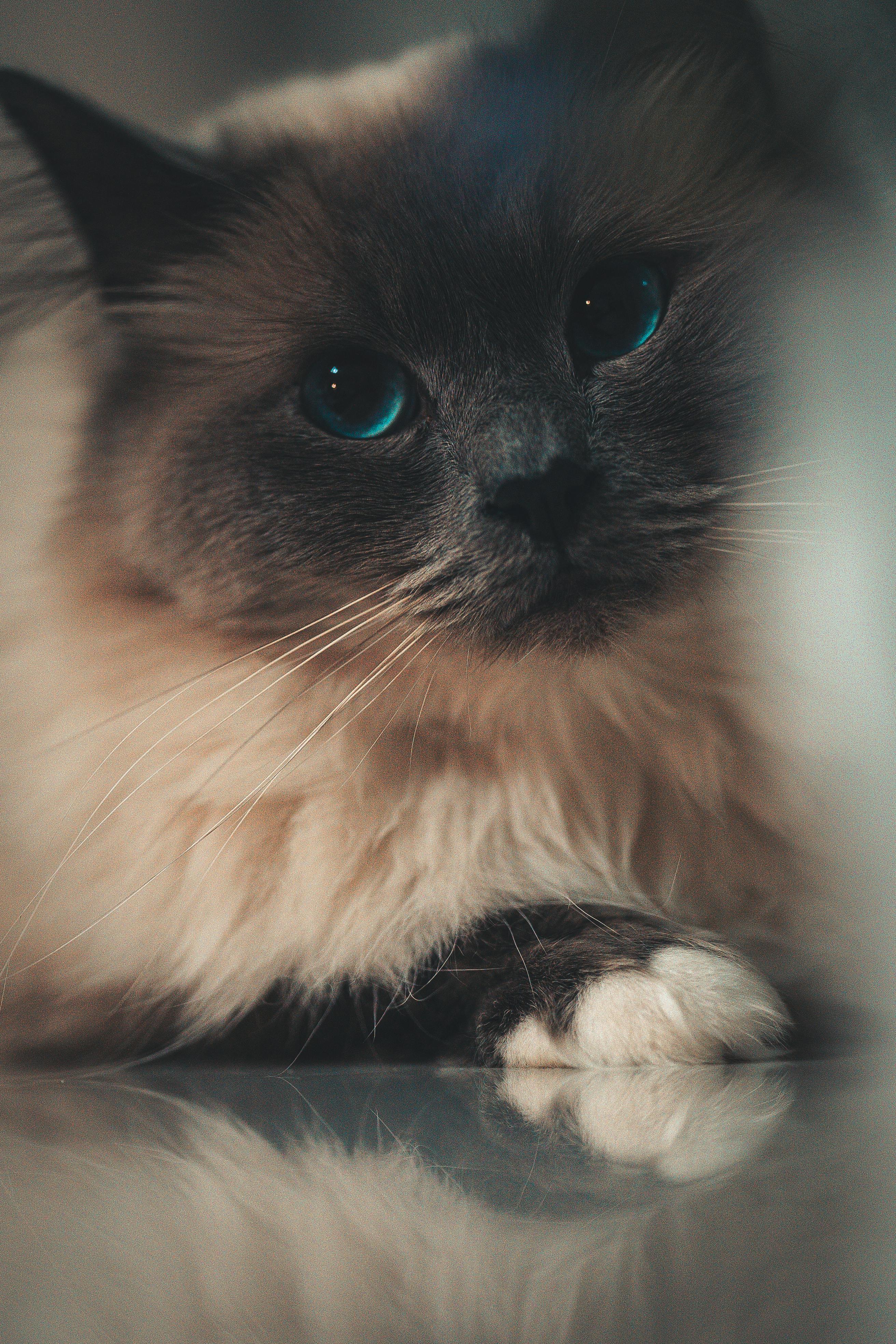 Fluffy Ragdoll portrait
