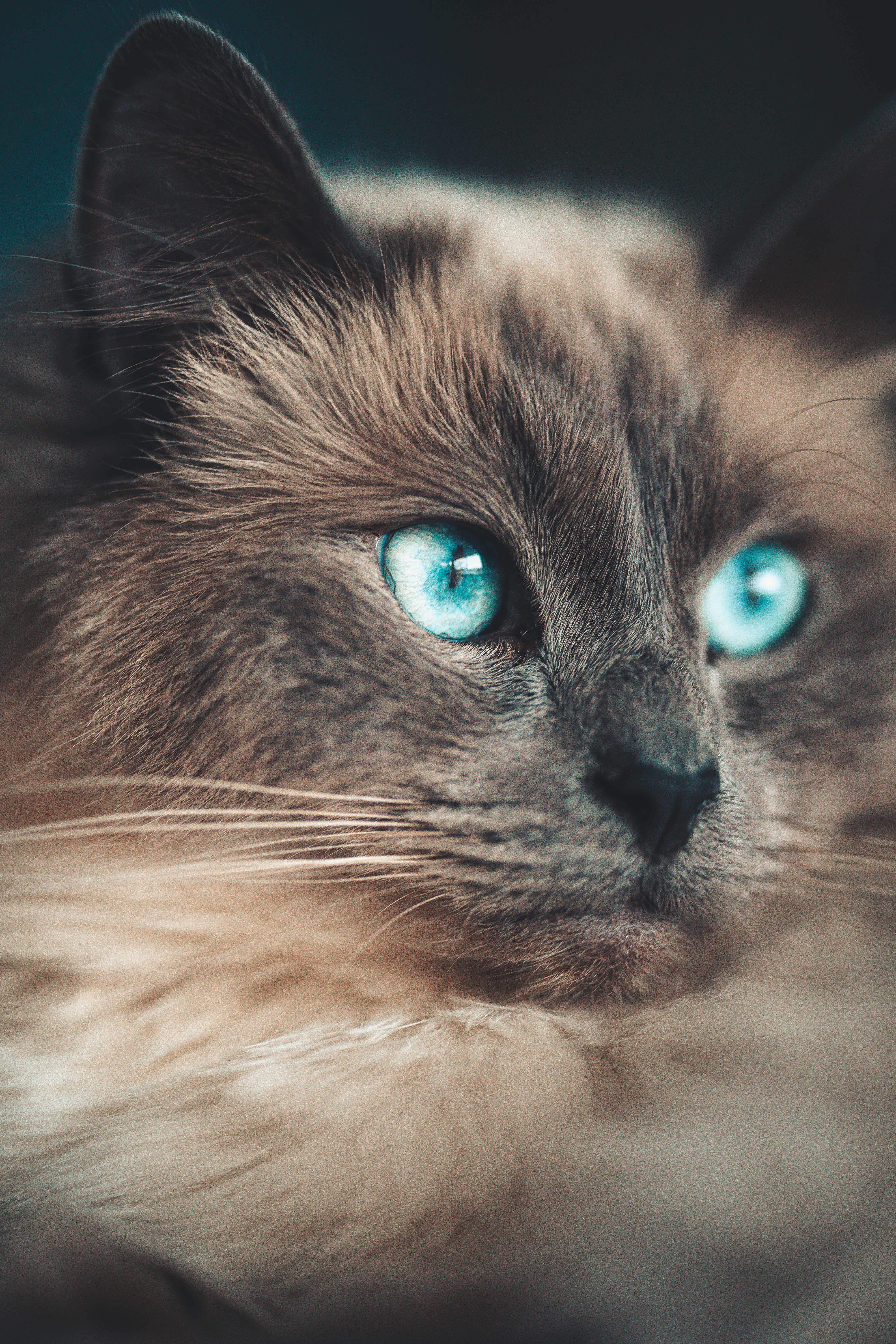 Close-up of turquoise Ragdoll eyes