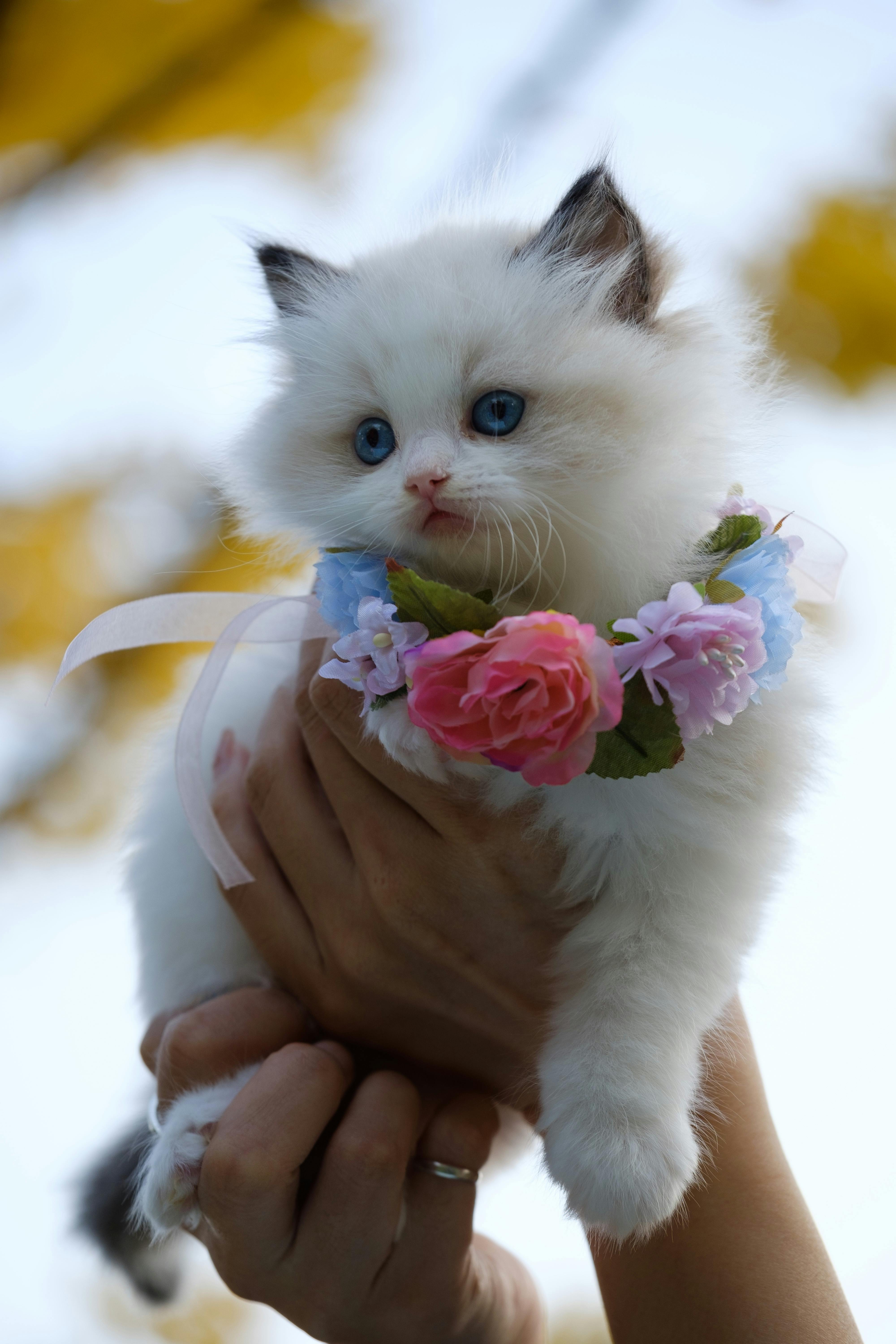 Kitten wearing a floral crown