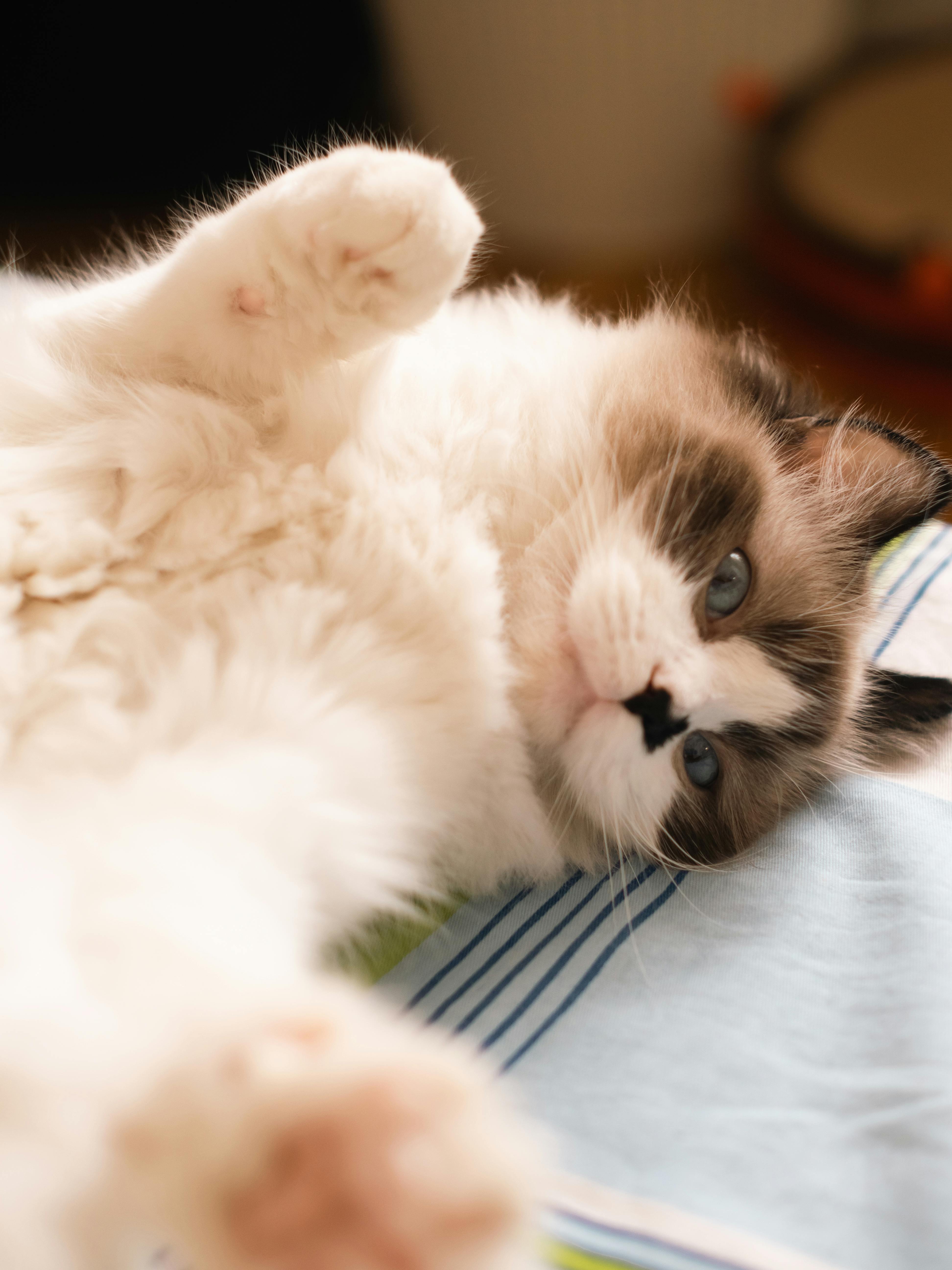 Kitten lying on its back with paws up
